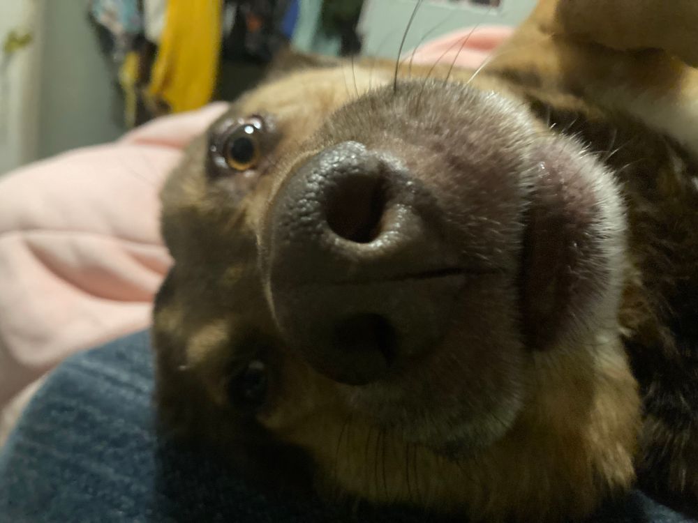 absol’s weird german shepherd/husky mix, toby