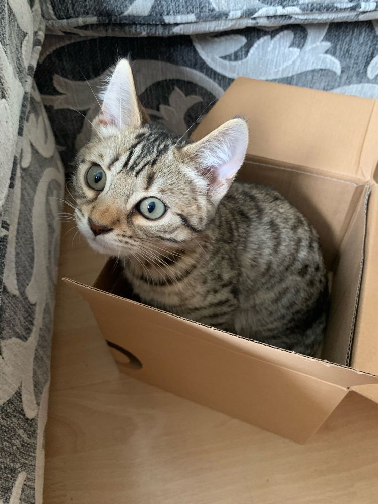 Pom in een kartonnen doosje