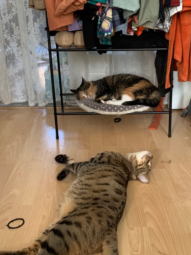 Poes Muis ligt op een kussentje op mijn kledingrek en Pom ligt ernaast op de vloer 