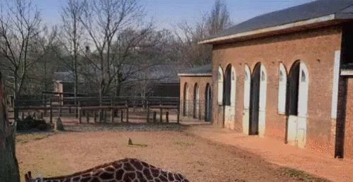 a giraffe laying on the ground in front of a building