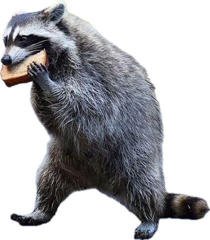 Waschbär läuft oder steht auf zwei Beinen und beißt in ein Sandwich