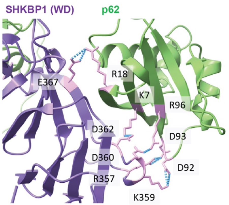 AlphaFold 3 prediction of the binding interface between SQSTM1/p62 and SHKBP1