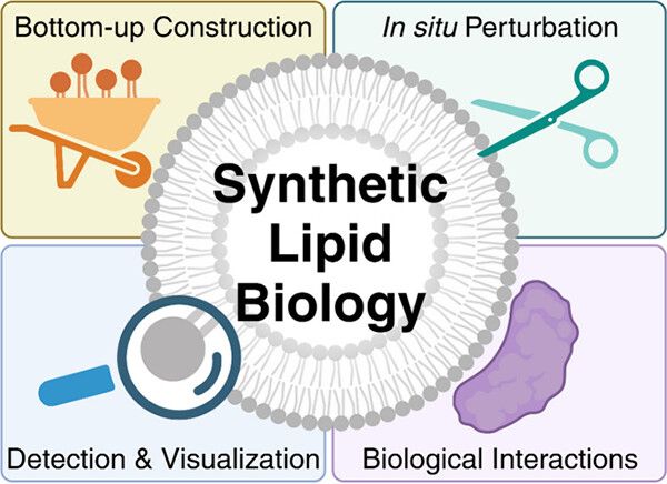 table of contents graphic for review titled synthetic lipid biology