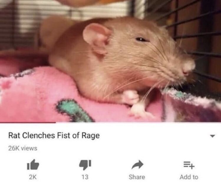 a screenshot of a youtube video titled “rat clenches fist of rage” and the thumbnail is in fact a rat clenching a fist of rage 