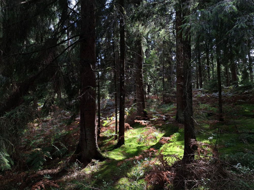 Nadelbäume in einem Wald. Ein Lichtstrahl fällt auf den grünen Waldboden 