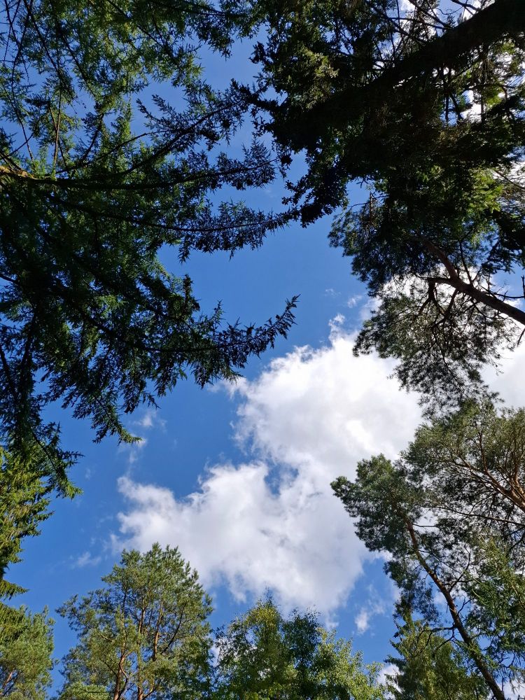 Baumkronen von unten fotografiert, mit blauem Himmel und weißen Wölkchen 
