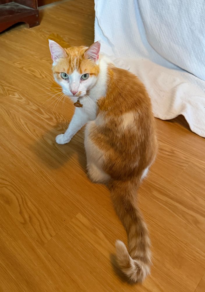 Phil, with the gorgeous tail.