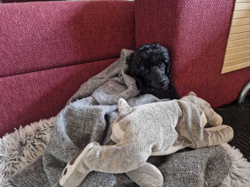 Black poodle laying on a grey soft bed, next to toy rabbit and wrapped in a grey blanket. 