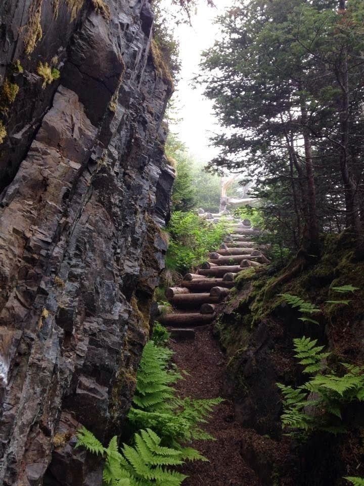 Trail wanders through the woods where green ferns grow and the trail is flanked on one side by stone. There are wooden steps that lead to somewhere not visible at this point in the trail.