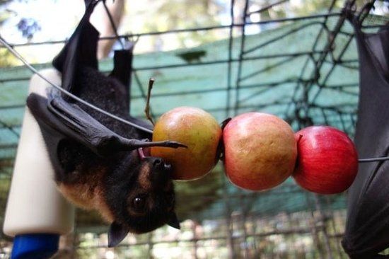 A young flying fox eating an apple 