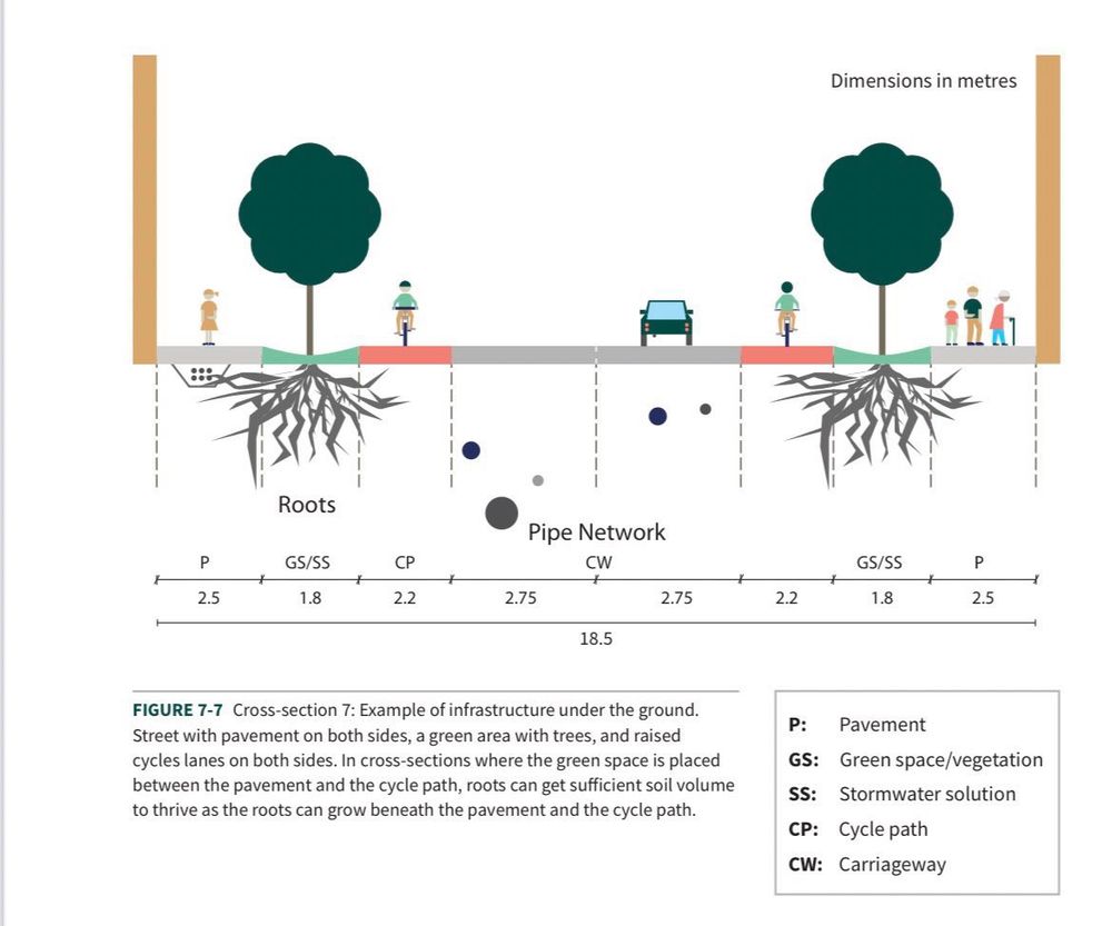 Street cross-section showing how the street tree root system goes underneath the wide sidewalk and separated bike-lane