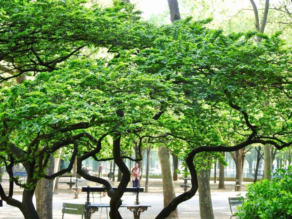 Park filled with trees in Paris