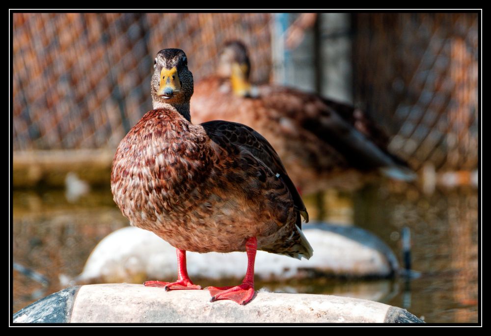 Dos patitos (uno en primer plano, el otro, al fondo, sin sus anillas identificativas, ambos en el Parque del Oeste de Málaga.