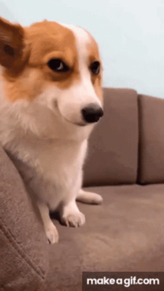 a brown and white dog is sitting on a couch with make a gif.com written below it