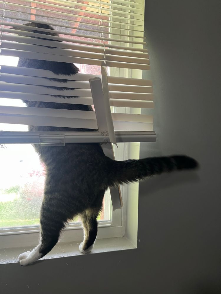 Tabby cat standing on hind legs in windowsill: his tail is puffed up; a large number of the blinds are broken.