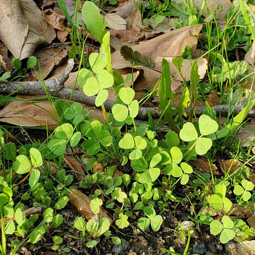 Photo of a patch of clover on the side of the trail.
