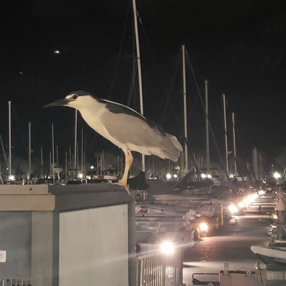 A black-crowned night heron in the harbor. 