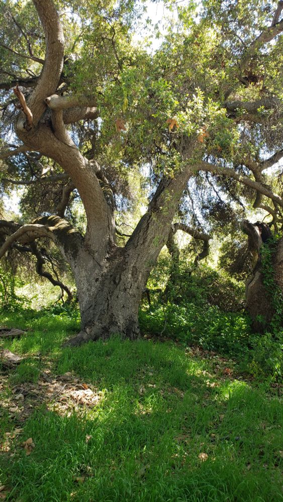Photo of a tree with grass growing under it.