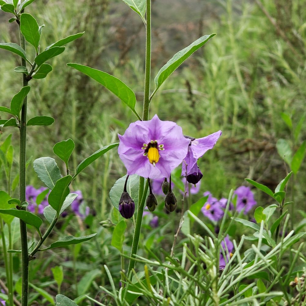 Photo of bluewitch nightshade (flower).