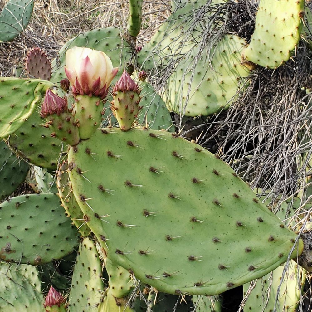Photo of a blooming cactus.