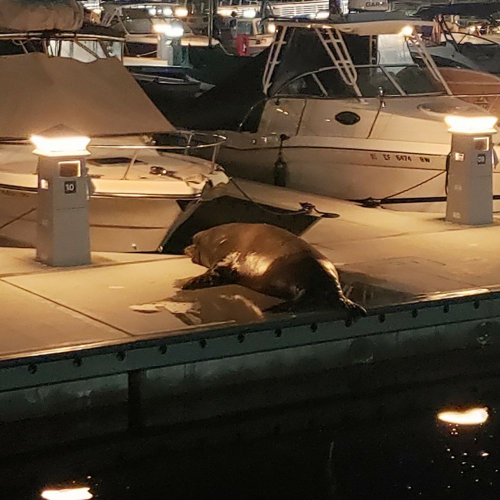 A sea lion in the harbor. 