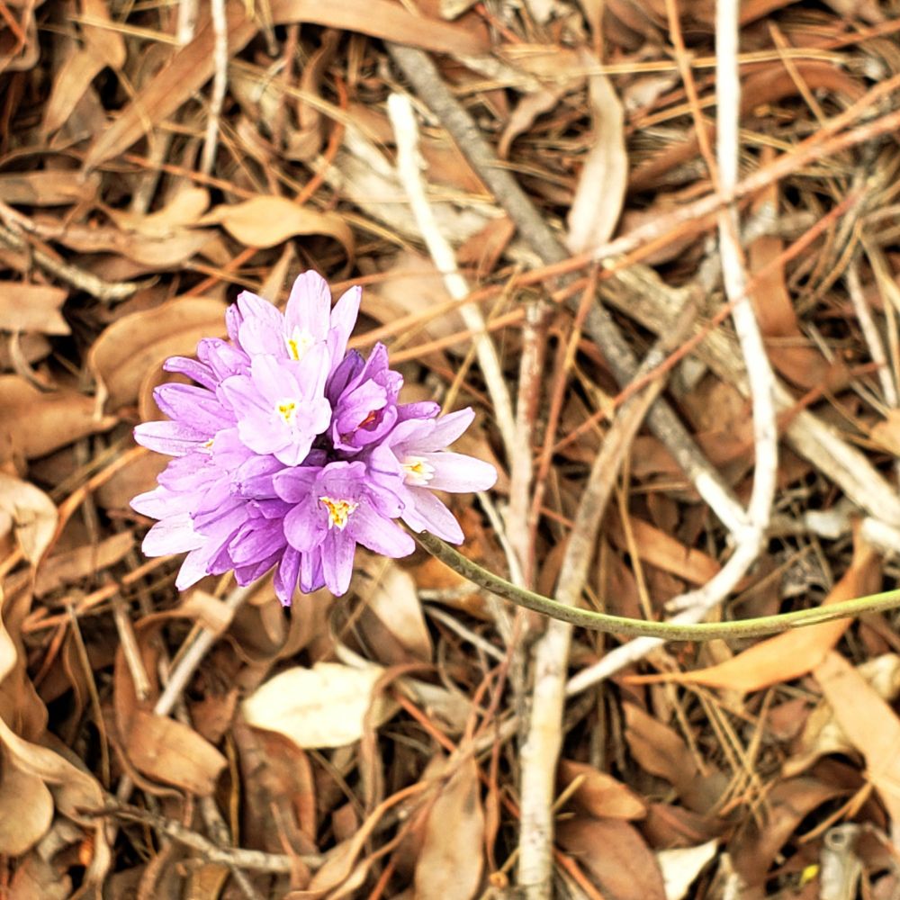 Photo of blue dicks (flower).