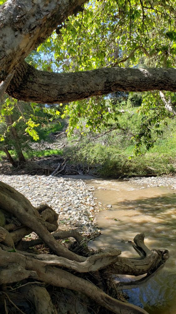 Photo of tree branches, roots, and creek.