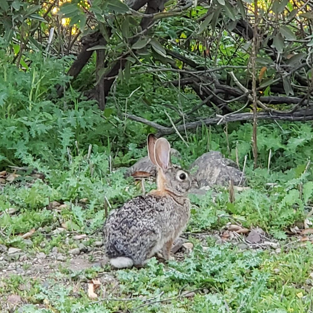 Photo of a desert cottontail.