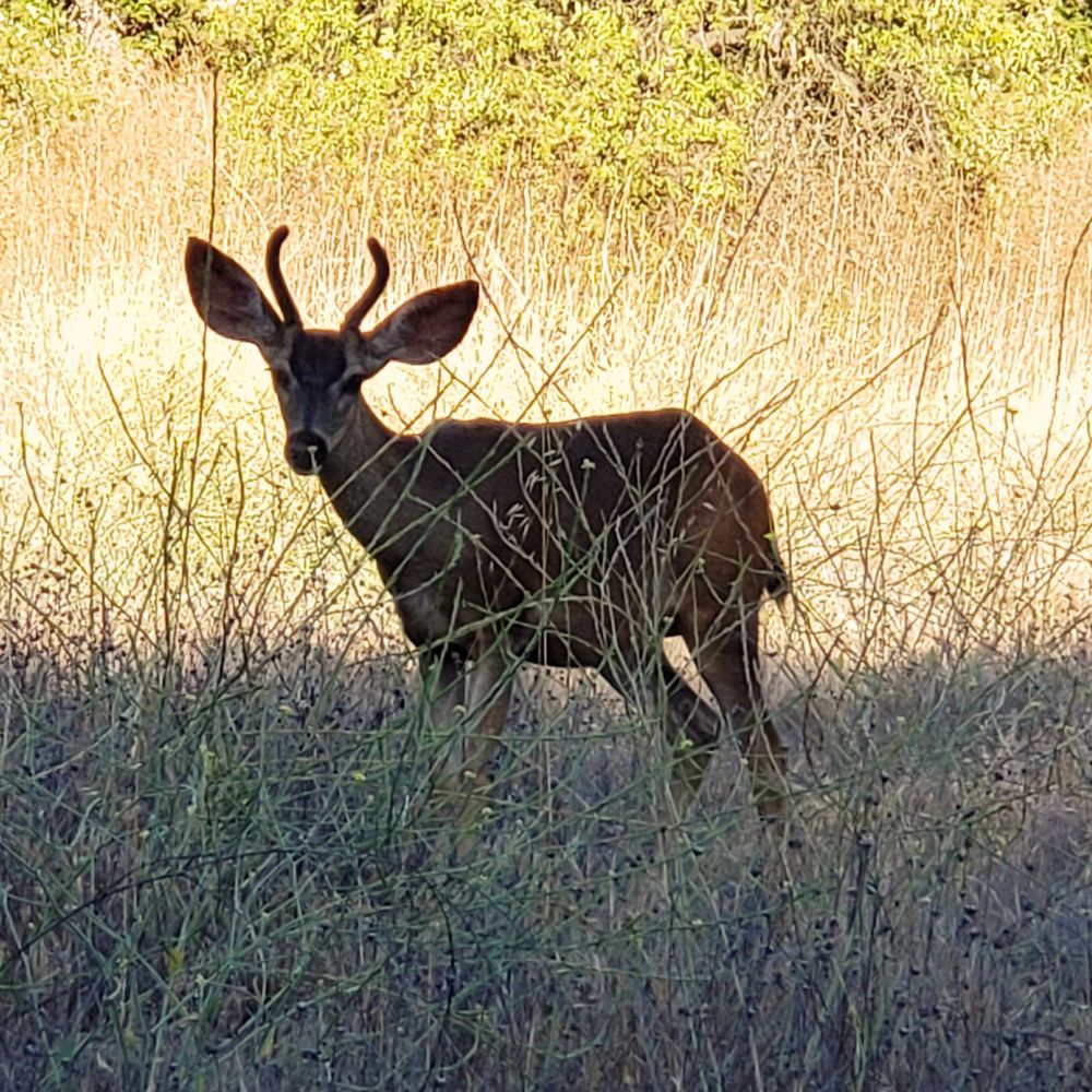 A mule deer at the side of the trail.