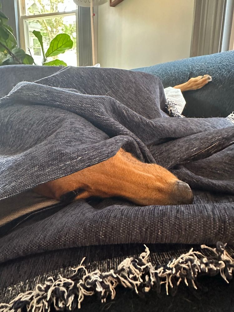 a red fawn greyhound laying on a couch, draped dramatically in a dark blanket, so her snoot is poking out 