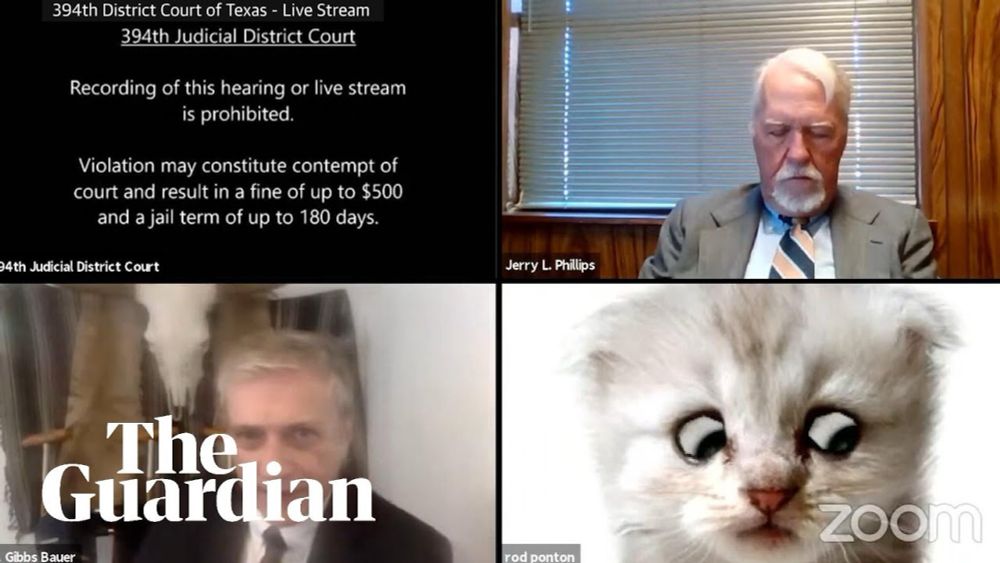 'I’m not a cat': lawyer gets stuck on Zoom kitten filter during court case