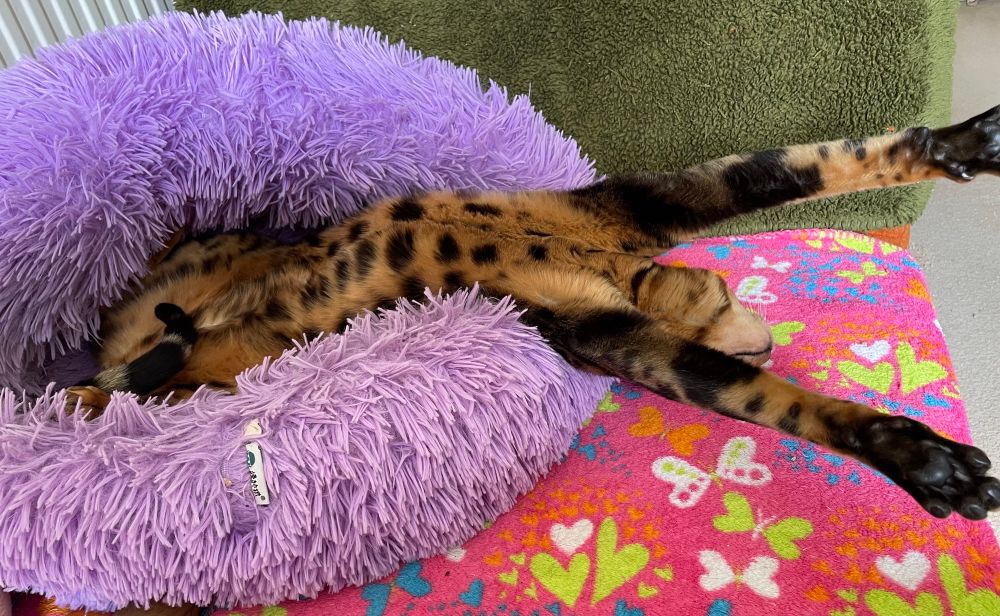 Bengal cat finding it difficult to wake up on a summer Saturday afternoon, stretching out his paws.