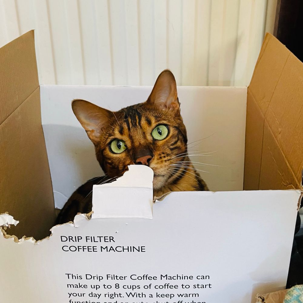 Bengal cat sitting in a box that he’s chewed up, trying to look innocent and convincing.