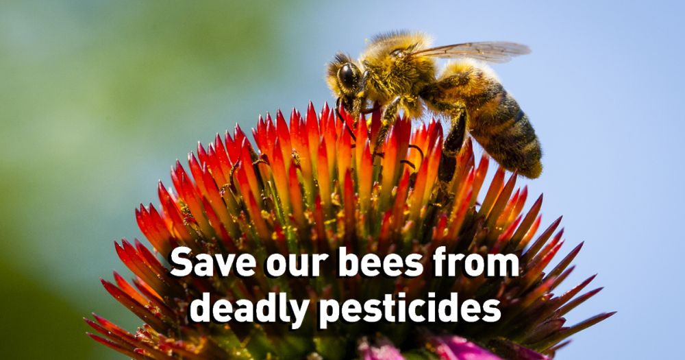 Save bees from deadly pesticides