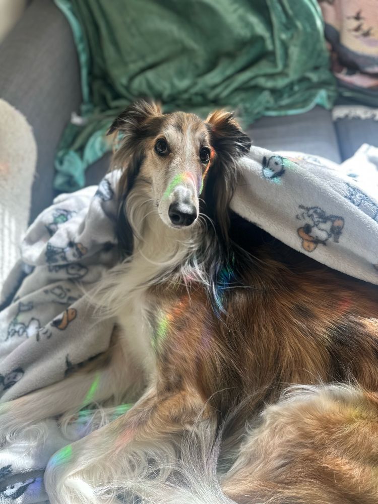 A red brindle silken windhound laying on a gray Snoopy blanket, looking directly at the camera. The blanket is covering part of his back and there is rainbow light from the nearby windows on his face and front legs.
