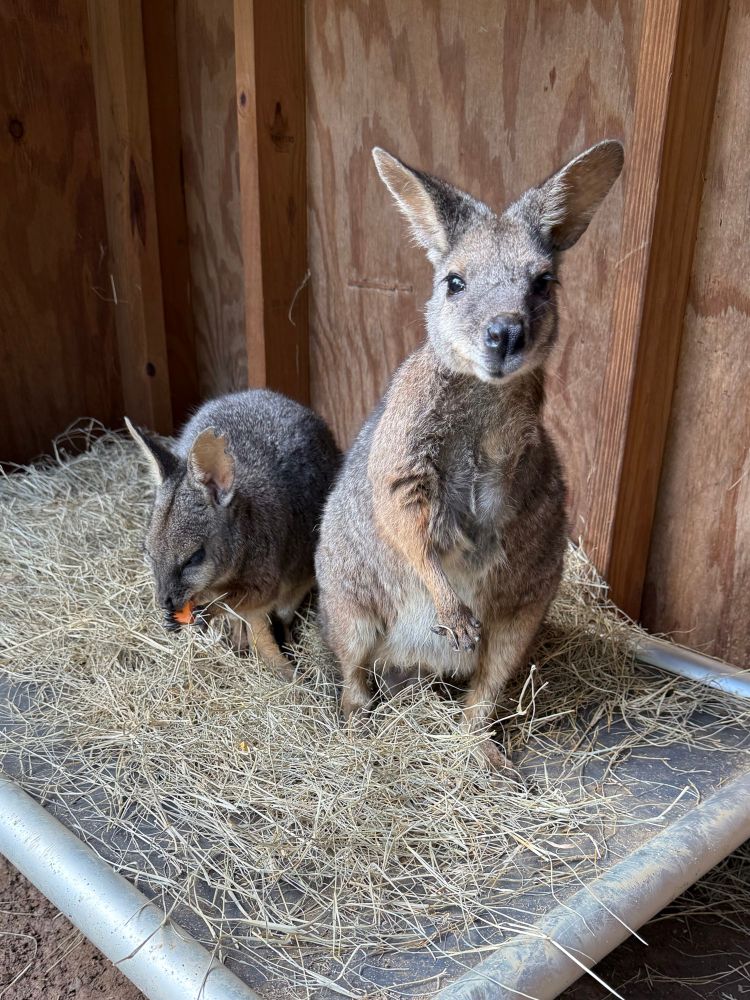 Two wallabies sitting on a raised bed with hay on it. The one in the back is busy eating a sweet potato, the one in the front is standing on his hind legs and looking hopefully at Taylor behind the camera and waiting for food.