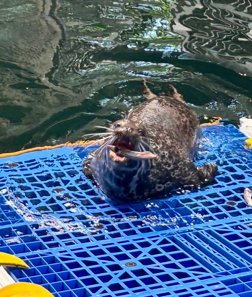 The same seal from before, now fully hauled out on the raft and photographed in the middle of catching a thrown fish
