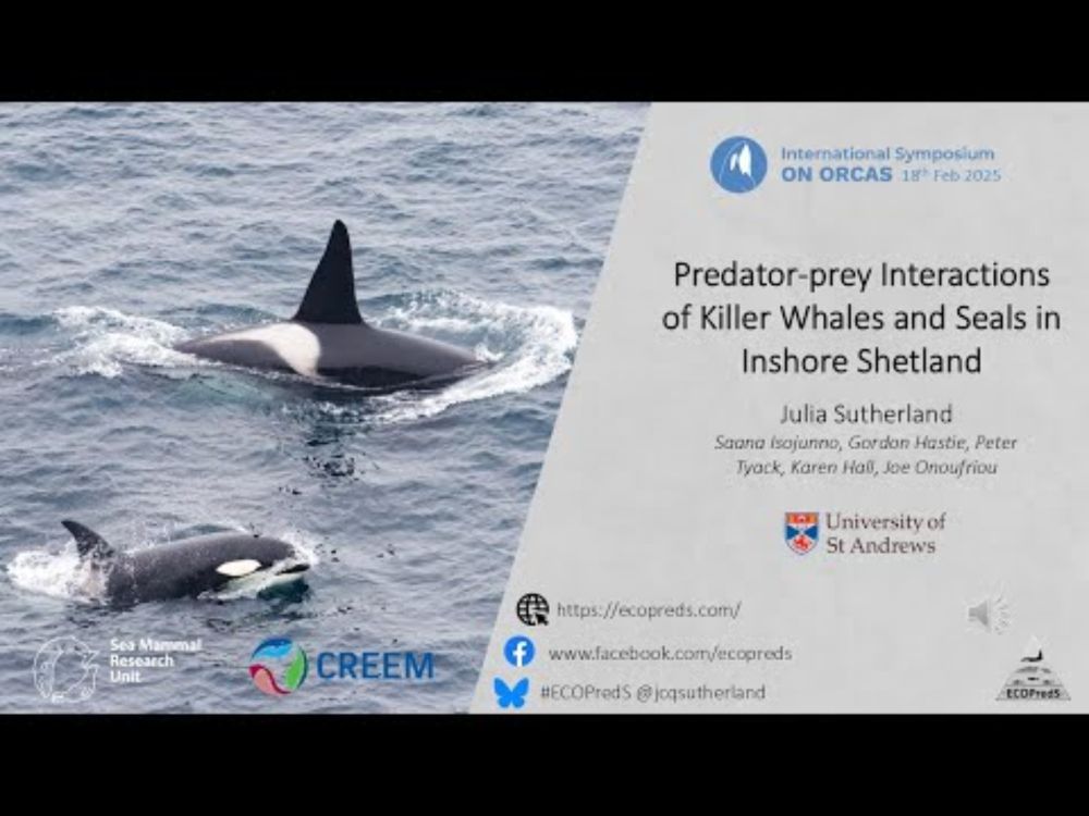 Predator-prey interactions of killer whales and seals in inshore Shetland