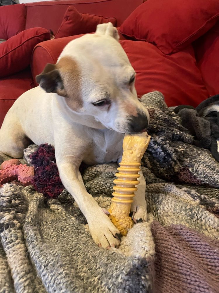 White staffy chewing a chew toy.