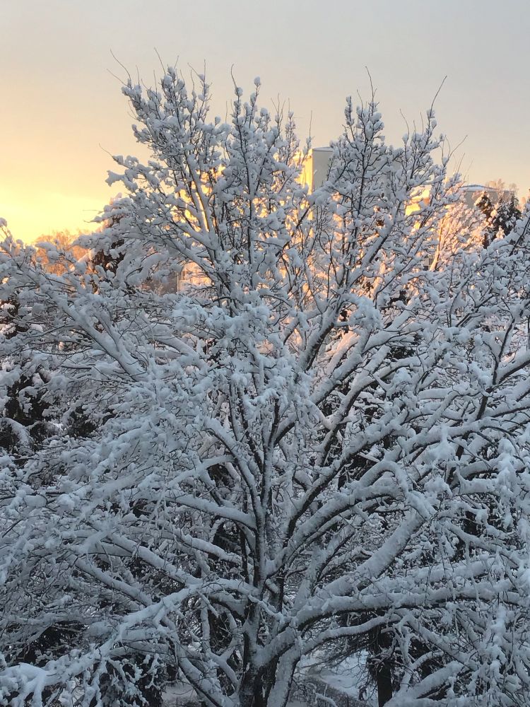 Snowy tree, sunlight lightingvupbthy sky