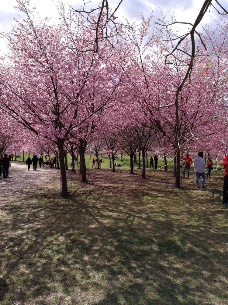 Cherry trees in bloom in Roihuvuori park in Eastern Helsinki
