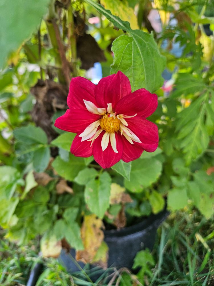 Pink Dandy Collarette Dahlia with white inner smaller petals and a yellow center. It is surrounded by green leaves. 
