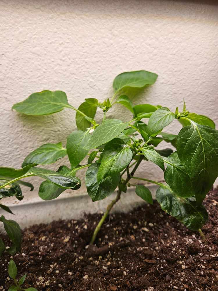 A very leafy pepper plant grows in a white planter with a white wall in the background. It has several green leaves. A white flower can be seen to the left, partially hidden under a leaf.