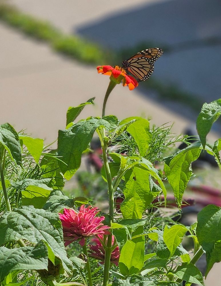 A monarch visits an orange cosmos.