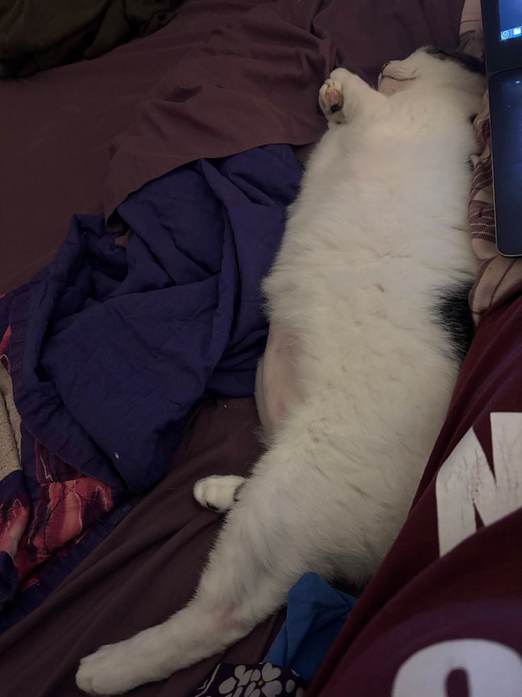 My cat Casper laying on his side against my left leg 