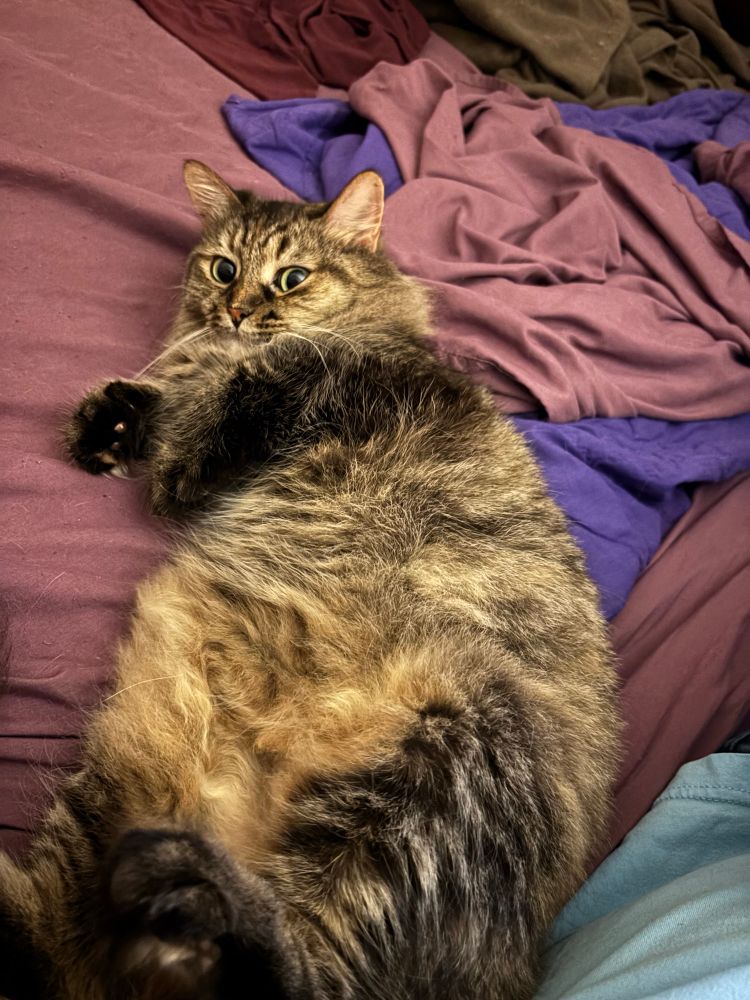 My cat Opie laying on her side looking at the camera 