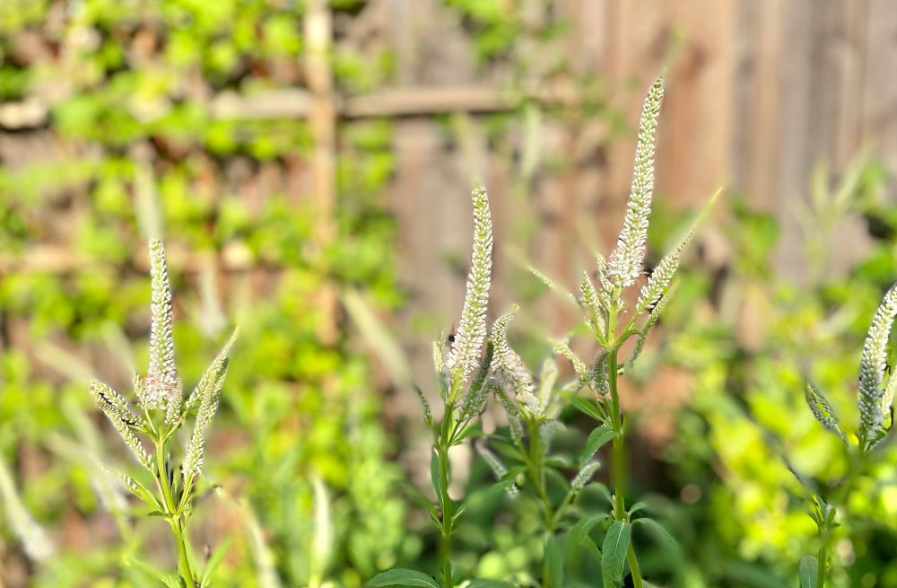 Culver’s root