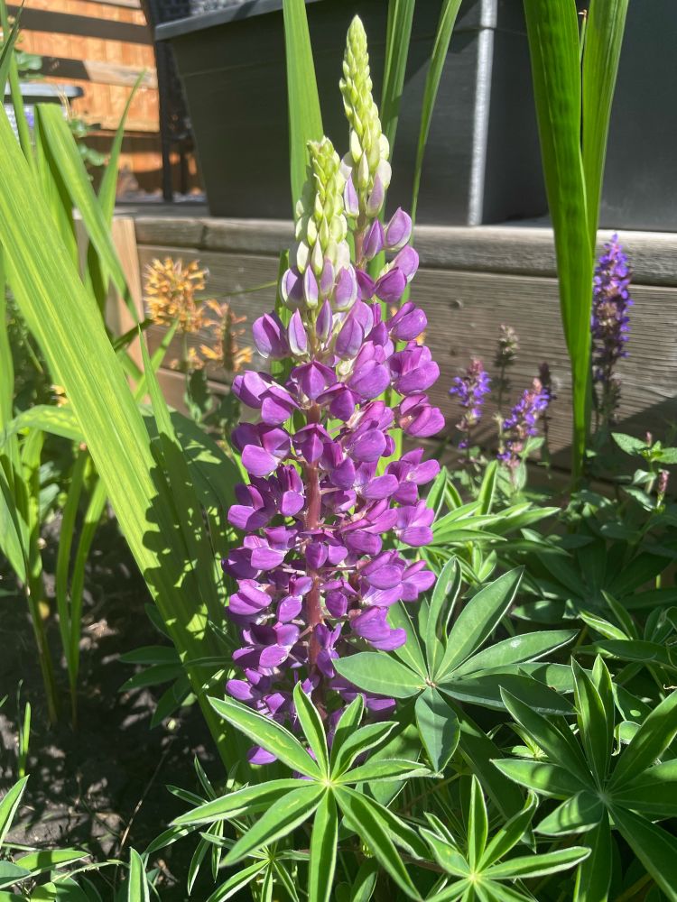 Purple lupine