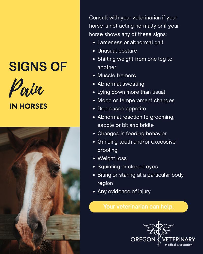 A brown horse with a white stripe down its nose stands behind a wood fence. 

September is Animal Pain Awareness Month.  Pain management is a high priority for veterinarians caring for their equine patients. Your veterinarian can diagnose the cause of your horse’s pain and help treat it.

Some signs of pain are obvious, such as vigorous rolling and kicking at the belly indicative of colic, but other signs of pain are more subtle.

Watch for changes in your horse's activity level and behavior as these are the best indicators of pain.

Consult your veterinarian if your horse is not acting normally or if your horse shows any of these signs:
* Lameness or abnormal gait
* Unusual posture
* Shifting weight from one leg to another
* Muscle tremors
* Abnormal sweating
* Lying down more than usual
* Mood or temperament changes
* Decreased appetite
* Abnormal reaction to grooming, saddle or bit and bridle
* Changes in feeding behavior
* Grinding teeth and/or excessive drooling
* Weight loss
* Squinting or closed eyes
* Biting or staring at a particular body region
* Any evidence of injury