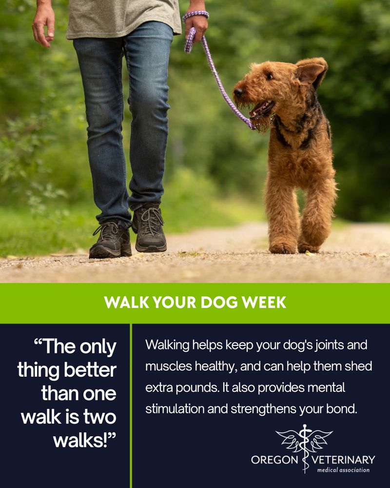 A brown and black dog on a leash excitedly walks next to its owner on a gravel path. 

It's National Walk Your Dog Week, a week to raise awareness about the importance of taking your dog for regular walks. Walking helps keep your dog's joints and muscles healthy, and can help them shed extra pounds. It also provides mental stimulation and strengthens your bond.

“The only thing better than one walk is two walks!”